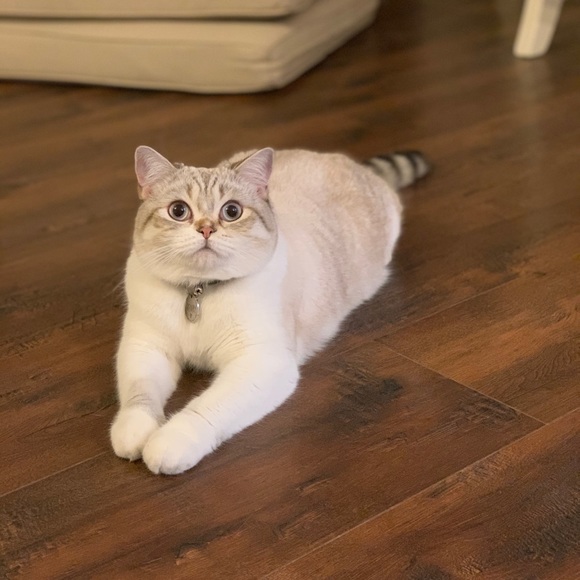 Meet your Posher, Rachel - Picture 3 of 4